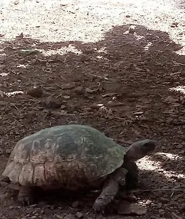 Hébergement de vacances Cirali Camping Çıralı