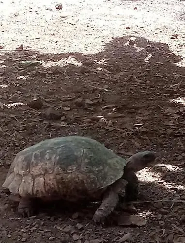 Дом отдыха Cirali Camping Чирали